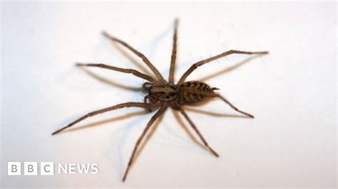 Giant house spiders moving indoors after wet UK summer - BBC News