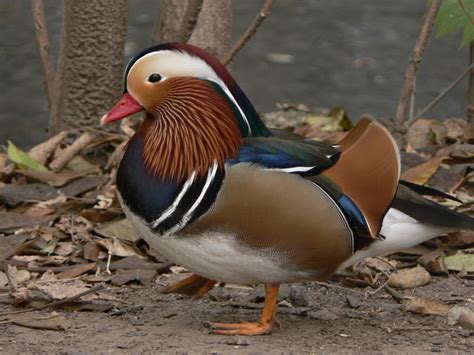 File:Mandarin Duck, Aix galericulata Pengo.jpg - Wikipedia