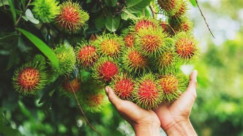 Ketahui Khasiat Pokok Rambutan