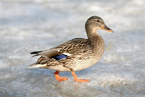 Getting cold feet? — Ducks Unlimited Canada