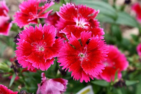 Cherry Red Dianthus Flowers Picture | Free Photograph | Photos Public ...