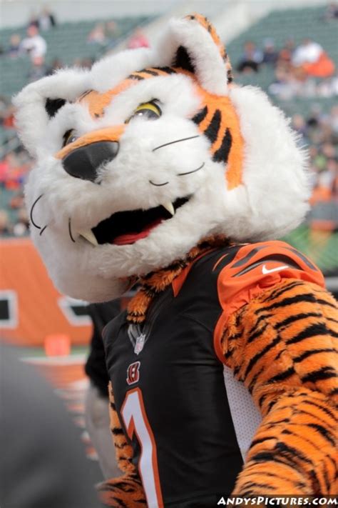 Who Dey (Cincinnati Bengals) | SportsMascots Wikia | Fandom