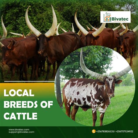 The Most Common Local Breeds of Cattle: What You Need to Know