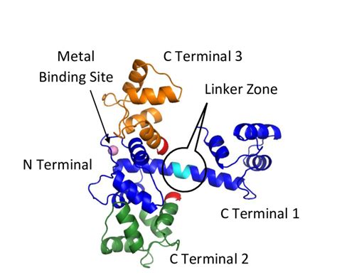 The fold of calmodulin and its conformational freedom. For the figure ...