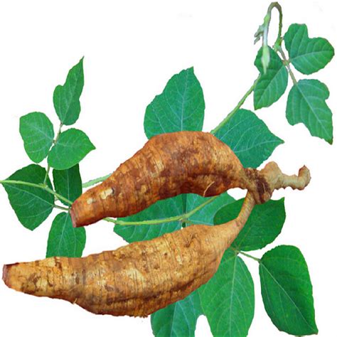 Puerarin Kudzu Root Extract/Pueraria Mirifica Extract/Organic Pueraria ...