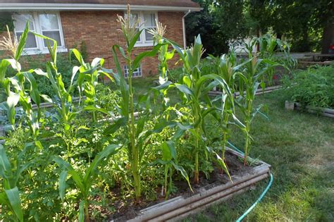 The Perennial Agriculturalist: sweet corn in the garden