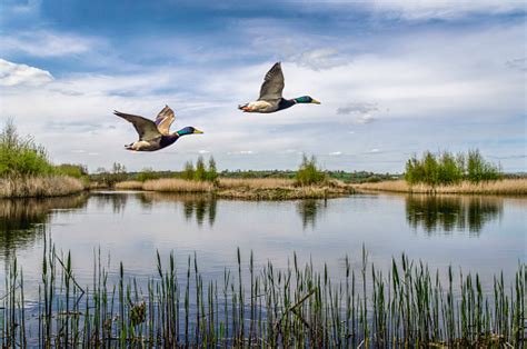 Two Ducks Flying Over A Lake In England Uk Stock Photo - Download Image Now - iStock