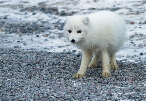 White fox | This fox was searching for some foot around the … | Flickr