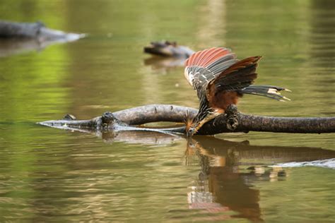 Hoatzin Facts - CRITTERFACTS