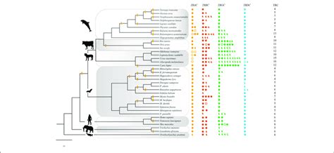 | TRC repertoires in 37 species. Solid circles: intact genes; solid... | Download Scientific Diagram