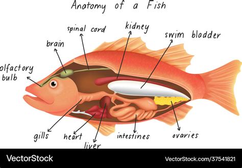 Fish Anatomy