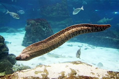 Characteristics of True Eels