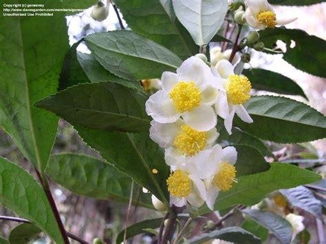 PlantFiles Pictures: Camellia Species, Green Tea Shrub, Tea Plant (Camellia sinensis) by ...