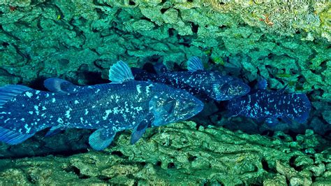 Coelacanths: Characteristics, types, behavior and more....