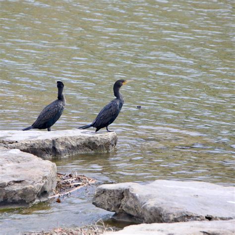 3 Types of Waterbirds - Bird Watching Academy