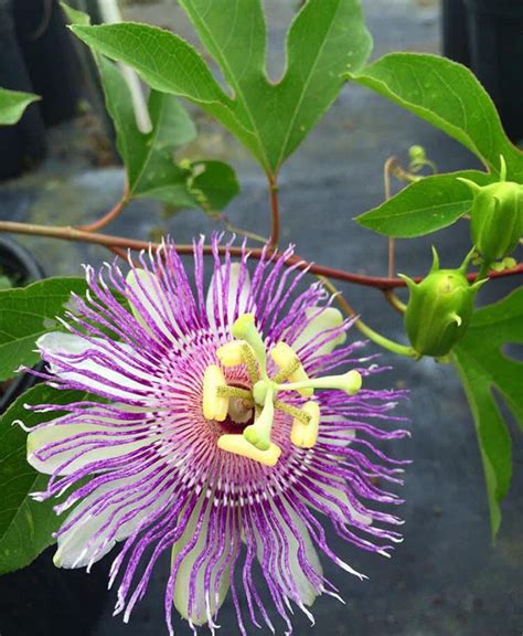 Passiflora incarnata Passion Vine - Mail Order Natives