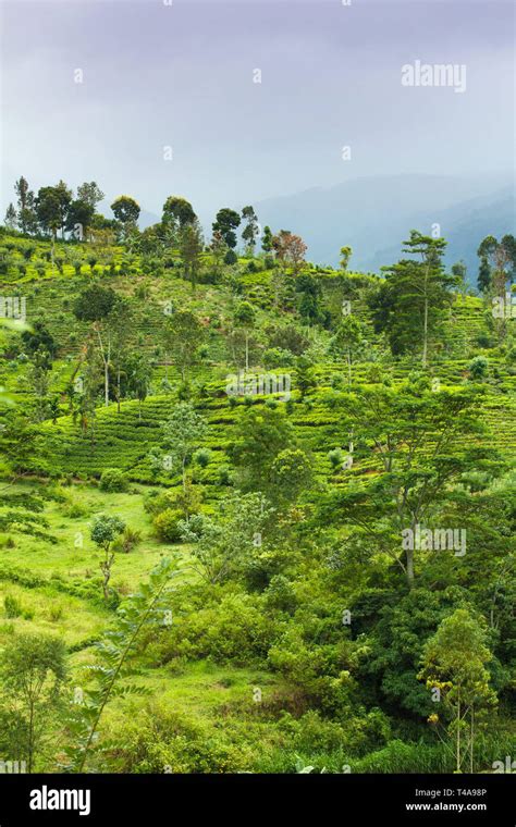 Tea plantation at Ceylon Stock Photo - Alamy