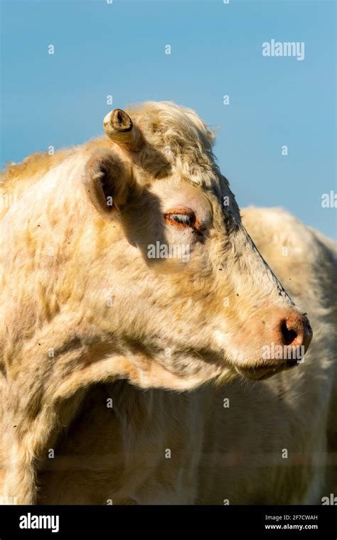 portrait of charolais cow in pasture Stock Photo - Alamy