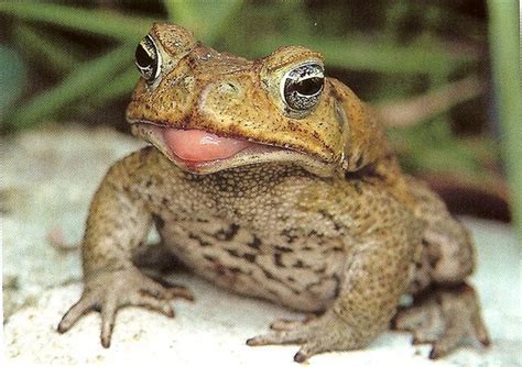 Cane Toad | Frog pictures, Pet frogs, Funny frogs