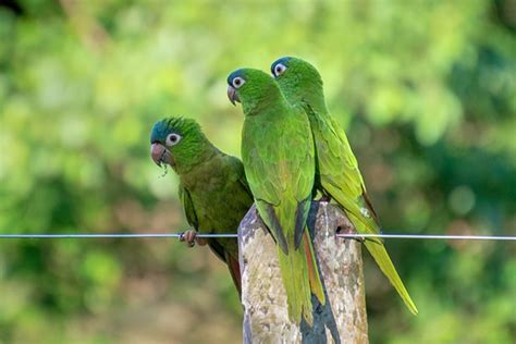 Cotorra de cabeza azul - Animales. Mascotas. | Mercafauna