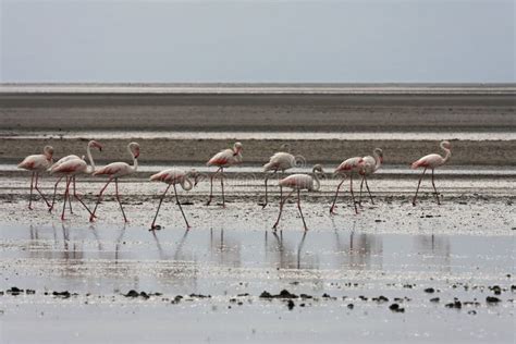 stock photo. Image of reflection, nature, safari, masai - 20902668