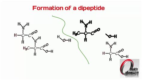 Formation of Dipeptide Bond