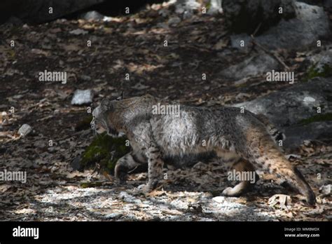 Bobcat california hi-res stock photography and images - Alamy