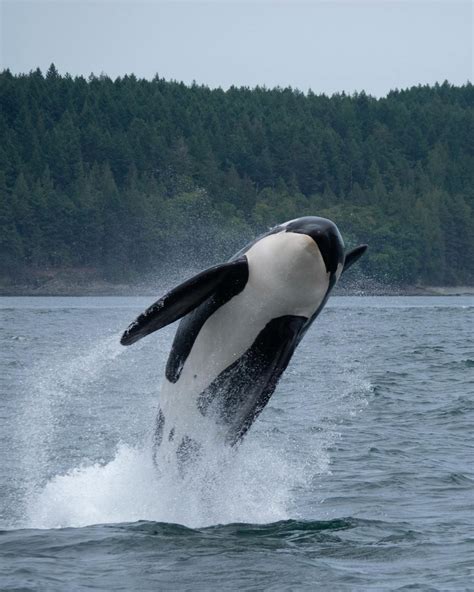 Black and White Whale on Water · Free Stock Photo