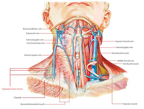 Supraclavicular Nerves – Earth's Lab