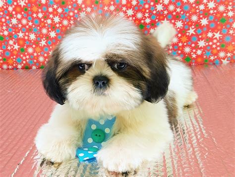 Shih Tzu Puppies For Sale | Oxford, CT #298933 | Petzlover