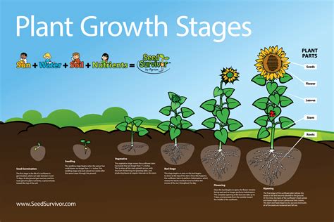 Posters | Seed Survivor | Plant growth, Plant growth activities, Plant ...