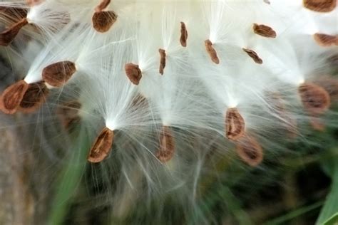 Milkweed Seeds