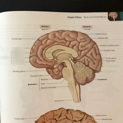 Your Brain Diagram Quizlet - vrogue.co