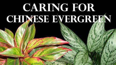 Chinese Evergreen Care: How to Care for a Chinese Evergreen Plant | Chinese evergreen plant ...