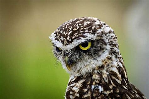 Owl Hooting Sounds : Owl Night Burrowing Meaning | sunwalls