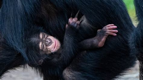 Why this baby primate is a symbol of hope for all Western chimpanzees ...