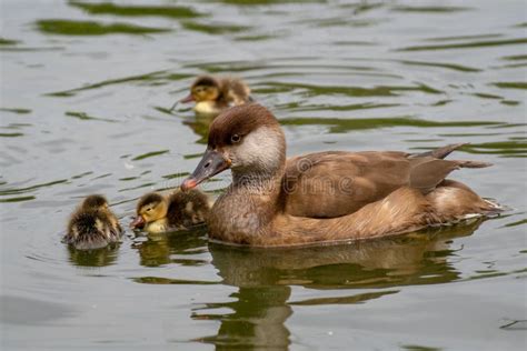 Female of Red Crested Pochard and Her Ducklings Stock Photo - Image of plumage, netta: 146453770