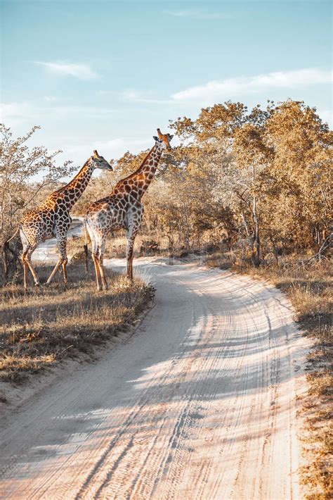 Giraffes of South Africa | Stock image | Colourbox