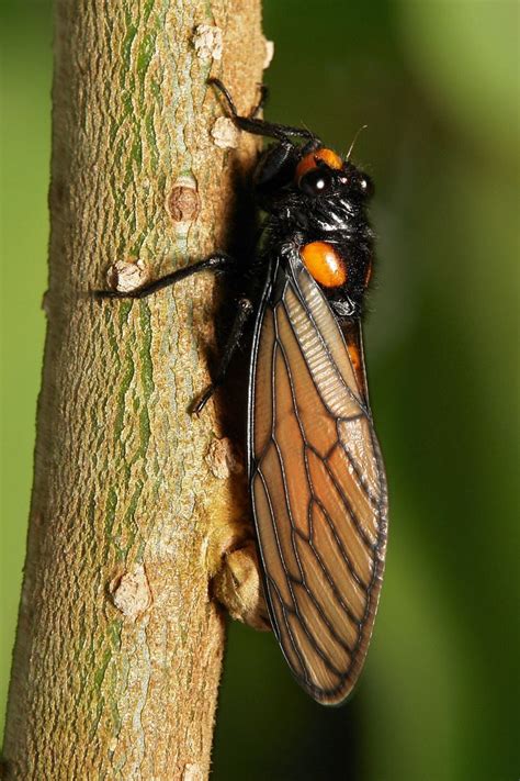 Cicada (Huechys sp., Cicadidae) | Cicada, Bugs and insects, Beautiful bugs