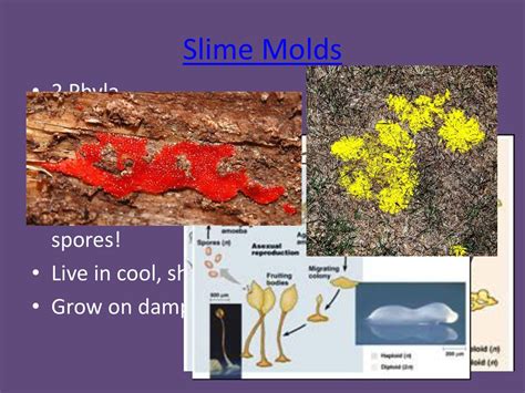 KINGDOM PROTISTA. - ppt download