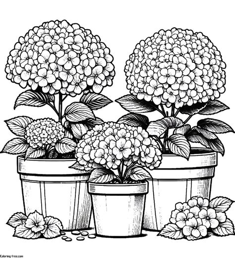 2054. coloring page: Hydrangeas are such beautiful and...