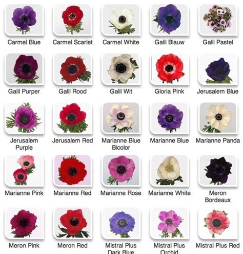 flower chart | Flower Candy & Color Charts...Amy's Florist | Pinterest