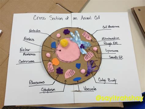 Create a cross section of an animal cell using craft supplies