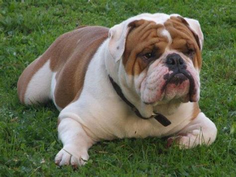 English Bulldog ~ Spike | Bulldog puppies, Bulldog funny, Bulldog