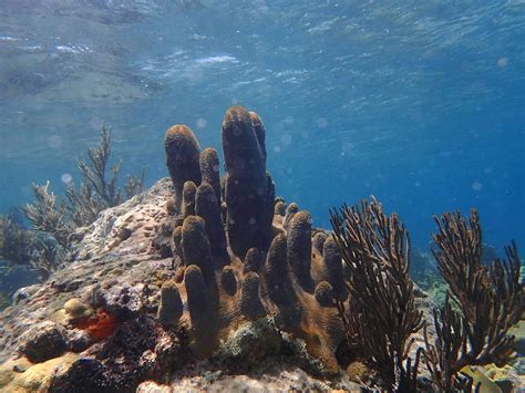 St. John Snorkeling Update - Virgin Islands