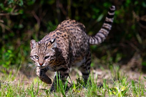 Autóctonos, un proyecto para que niños conozcan la fauna de Uruguay » Portal Medios Públicos