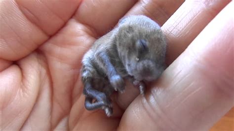 Newborn baby mouse - what to do? - YouTube