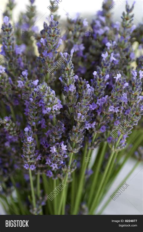 Lavender Bouquet On Image & Photo (Free Trial) | Bigstock