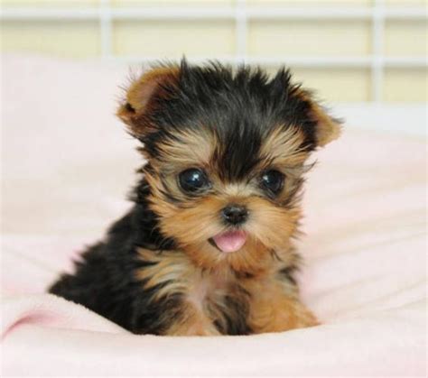 MUST SEE!! Teacup yorkie Puppy for sale in Vancouver, British Columbia ...
