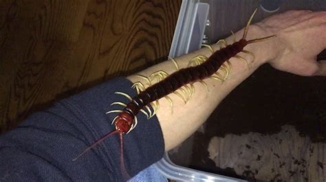 Scolopendra Gigantea